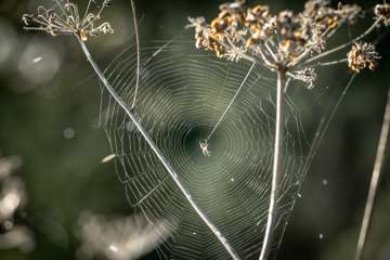 merenlahjat0926_amik-9494